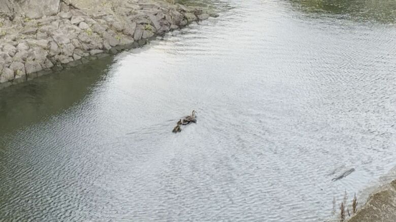 大分城址公園のお堀を泳ぐカルガモ親子