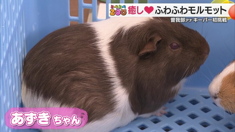 モルモットのあずきちゃん