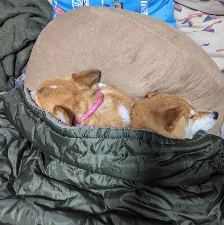 提供：柴犬スティーブch【コーギーと猫を添えて】さん