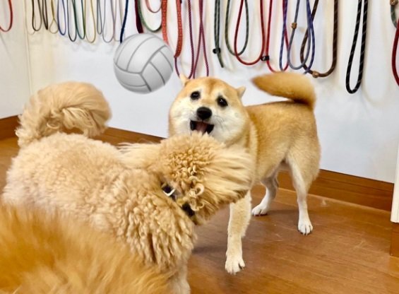 飼い主さんお気に入りだという“昭和の乙女風味”な顔のこじろうくん。瞳がキラキラ…