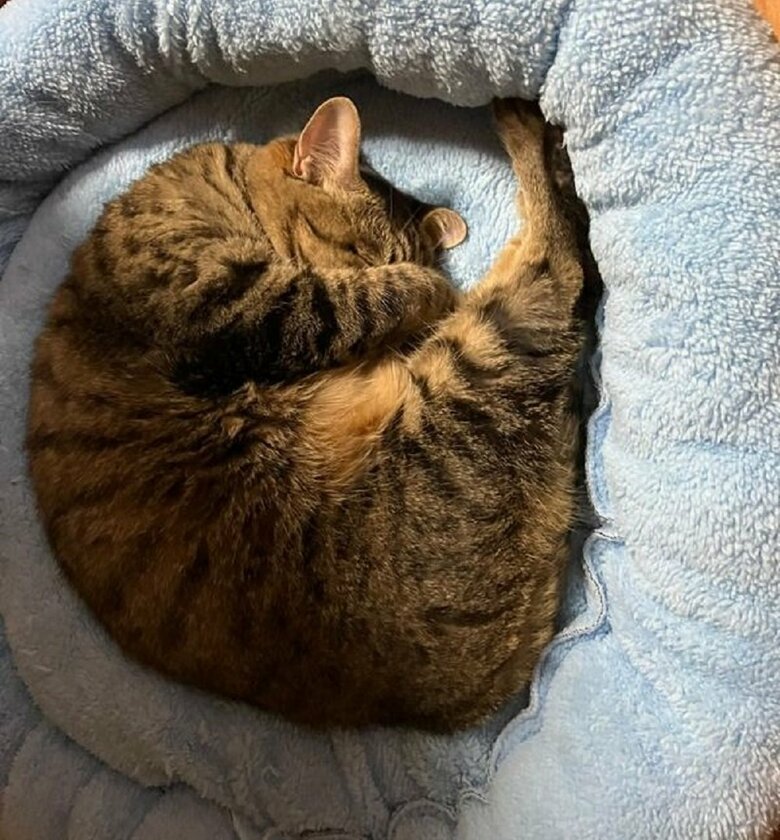 ぐっすりモモちゃん