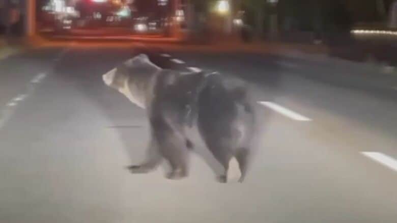 5日に芦別市内で目撃されたクマ（撮影：視聴者）