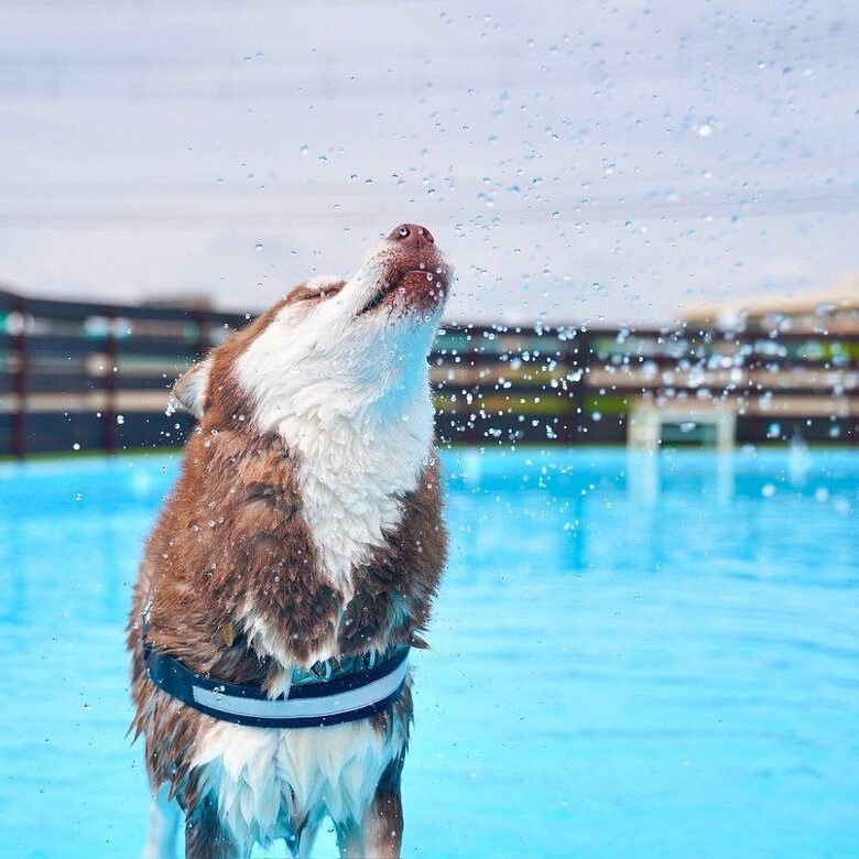 プールを楽しんでいる大吉くん