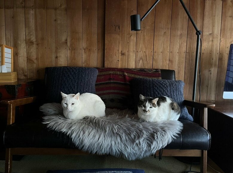 仲良し　左：福夫くん　右：幸子ちゃん（提供：いのうえもんぺさん）