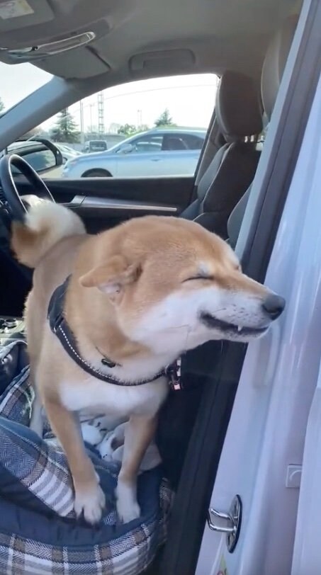 提供：柴犬 雷吾さん