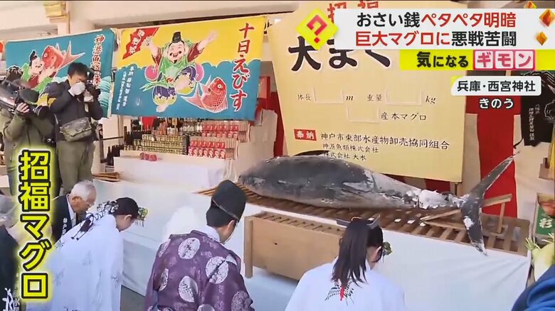 兵庫県西宮神社で、4年ぶりに奉納された招福マグロ
