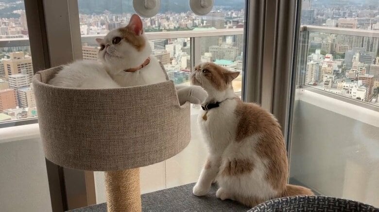 画像提供：エキゾのきなこさん。