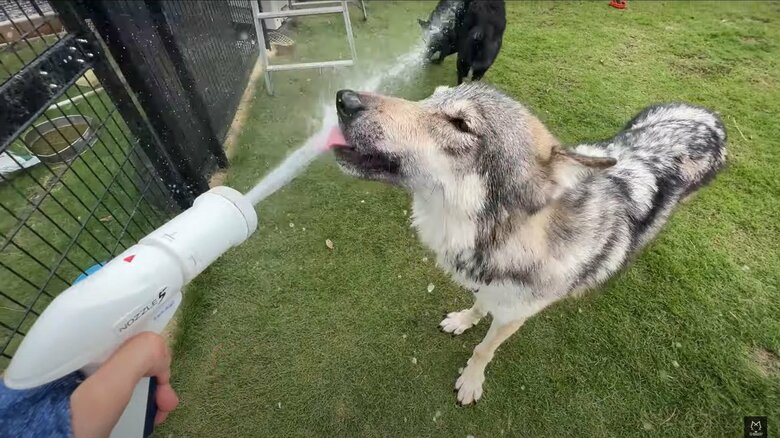夏場は水浴びが大好き