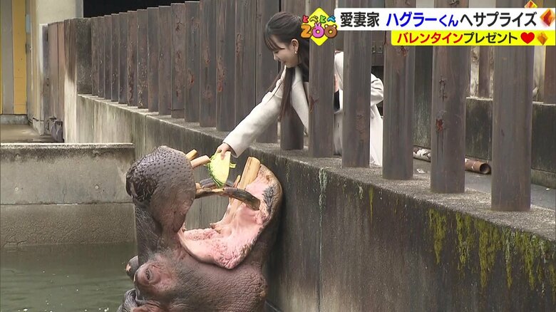 曽我部アナからハグラーくんにキャベツのプレゼント