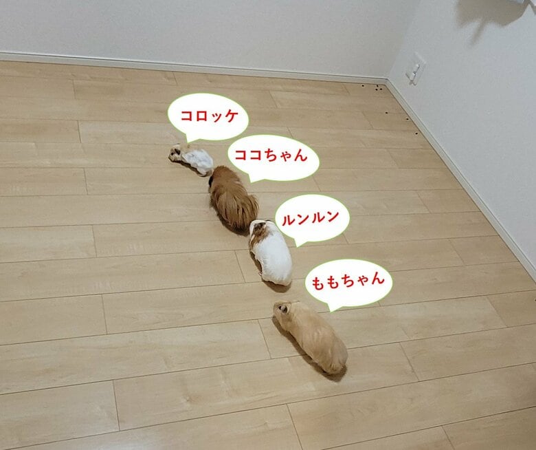 上からコロッケ　ココちゃん　ルンルン　ももちゃん