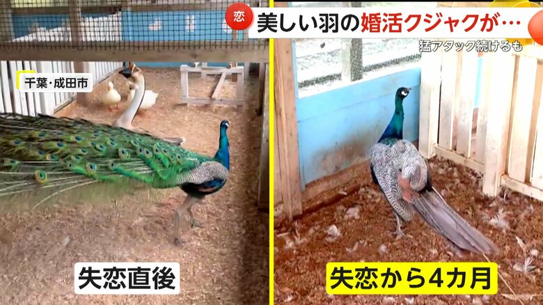 失恋直後と比べると、体よりも大きな羽根がなくなっていたジャック君