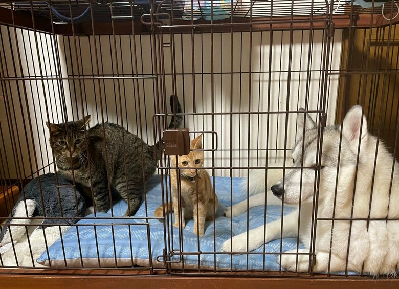 提供：かもしかさん