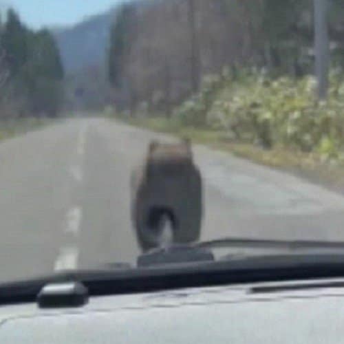 突進してきたクマ　(提供：視聴者)