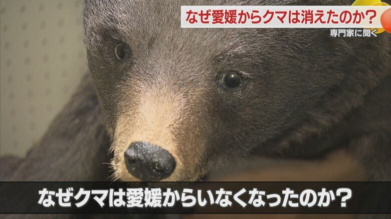 面河山岳博物館に残る「愛媛で５０年前に捕獲されたクマの剥製」