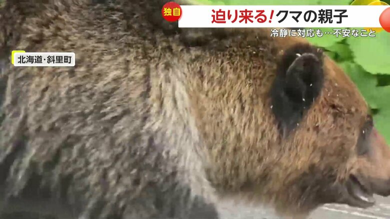 チラリとこちらを見た親グマ