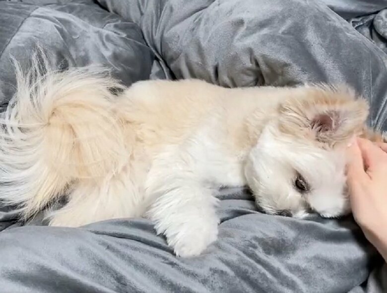 飼い主さんはなでるスピードが上がったという