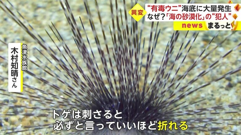 この長いトゲに毒が。刺されると皮膚に折れたトゲが残ってしまう可能性が高い