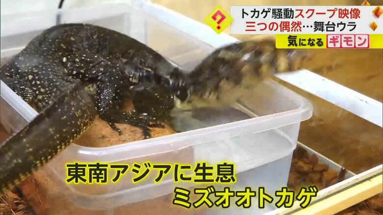 捕獲されたのは東南アジアに生息するミズオオトカゲだった