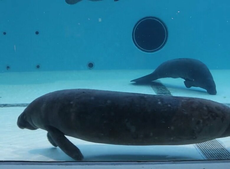 水底を進むときに歩くように使ったりもする（提供：かぶつさん）