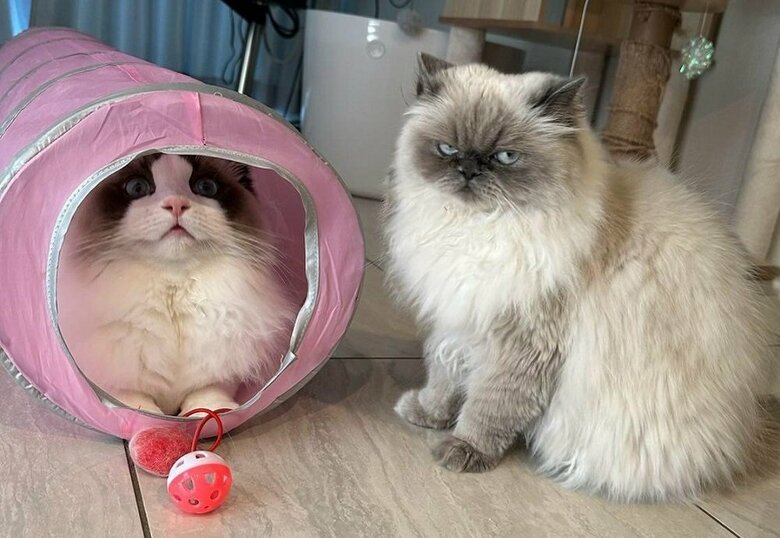 左：ムンタくん　右：一緒に暮らしている“姉”猫のべびこちゃん
