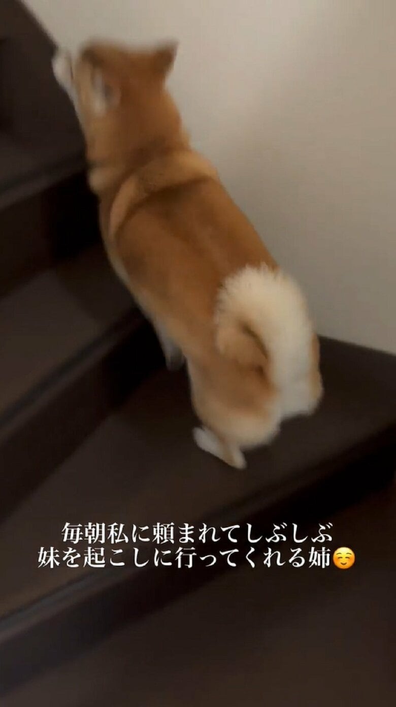 一気に駆け上って2階へ　小豆ちゃんを起こしに行ってくれた