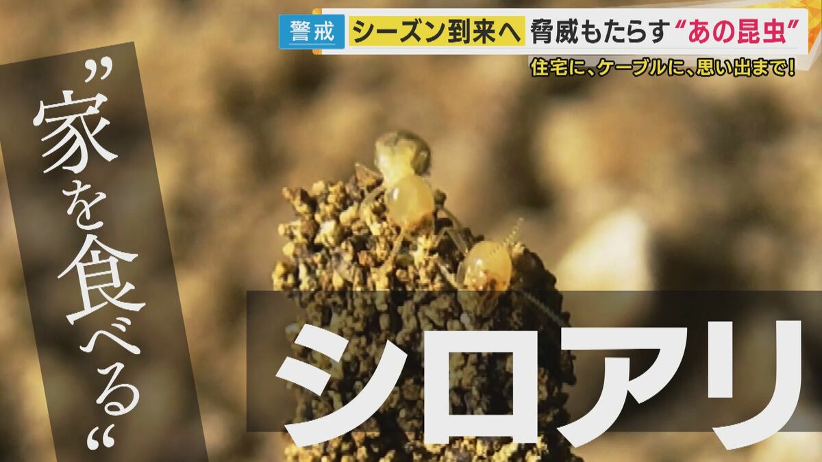 被害深刻『シロアリ』“被害で床板の木がカスカスに”… 実は「アリ」では