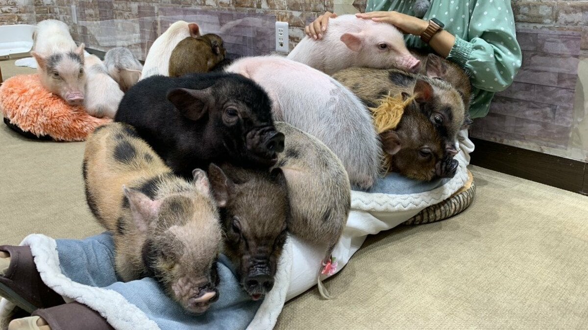 マイクロブタと触れ合える…名古屋・mozoワンダーシティ「mipig cafe ...