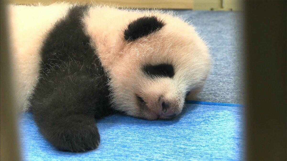 上野動物園 双子パンダの愛らしい姿 最新映像が公開