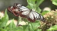 福岡市植物園に「アサギマダラ」飛来　薄い水色の羽を優雅に動かす“旅するチョウ”　飛来のピーク迎える