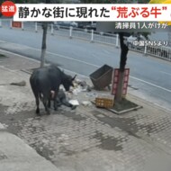 “荒ぶる牛” 逃げ惑う人々に猛突進…暴れ狂って室内侵入も　清…