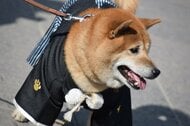 初詣に愛犬を連れて行きたい飼い主は約5割、実際に連れて行った人の約6割が「良かった」と回答｜愛犬家200人にアンケート調査（コノコトトモニ）