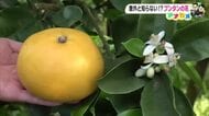 高知名物のかんきつ《ブンタン》の花は「ほのかにさわやかな香り」　冬に向け人工授粉