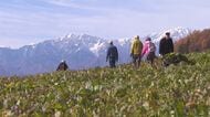 1キロ50円　30年以上、価格は同じ　初冬の風物詩「お菜とりツアー」　北アルプスを望む長野市中条