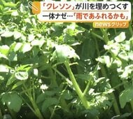 「愛媛県中に広がっている」川埋め尽くす大量の“クレソン”　生活用水が栄養になり大繁殖　生態系への影響懸念
