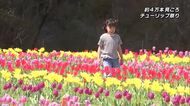 佐伯市の棚田で約4万本のチューリップが見ごろ