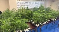 末端価格1億円相当の大麻草1083株を営利目的で栽培＿30歳無職男ら2人を逮捕＿1つの建物内で押収した大麻草としては道内で過去最大の量＜北海道日高町＞