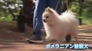 県警初！ポメラニアンの警察犬も奮闘　宮崎市で警察犬競技会　現場で活躍する「鼻の捜査官」たちが競い合う