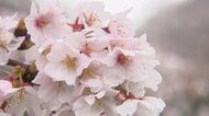 富山の桜、平年より6日早く満開　花冷えの雨が松川べりを幻想的に染める