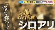 被害深刻『シロアリ』“被害で床板の木がカスカスに”…　実は「アリ」ではなく「ゴキブリの仲間」　厄介者だけど…“栄養豊富・体内のバクテリアで水素発生”で食料やエネルギー源としての期待も