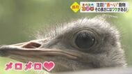 なが～い動物たちに注目　キリンはゆったり食事、ダチョウのまつげは3cm、カバは？飼育員に聞く長さの理由【愛媛発】