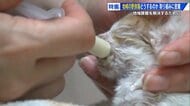 「猫は天使」32匹との暮らしに月40万円　身銭を切って保護活動を続けるボランティア　 “自己犠牲の現状”知ってほしい【広島発】