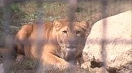 【撤去期限まで残り1カ月】寝転がるライオンに、動き回るポニーも…閉園から1年経った”旧ノースサファリ”を取材＿動物200匹以上の行き先は？＿違法開発問題で札幌市が完全撤去を命じた無許可建築物の現状は