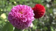 3万本のダリア見ごろ 木島平村のやまびこの丘公園 赤・オレンジ・白…色鮮やか