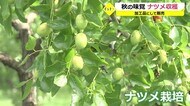 4000本のナツメ収穫ピーク 飴やお茶などの加工品に【福井市・棗地区】