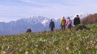 1キロ50円　30年以上、価格は同じ　初冬の風物詩「お菜とりツアー」　北アルプスを望む長野市中条