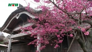 雲仙市国見町でヒカンザクラが見ごろ