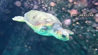 「片足のウミガメ」保護から旅立ちの軌跡を絵本に…隠岐の島の人々が受け取ったメッセージを全国へ