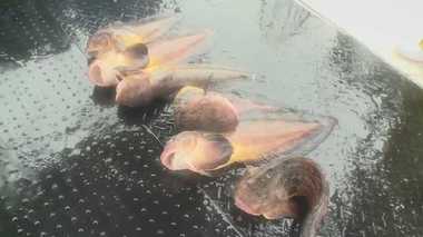 食べてみたら意外と美味だった!“海の厄介者”を活用し“新名物”に。