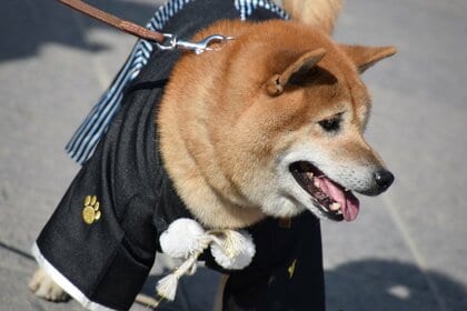 初詣に愛犬を連れて行きたい飼い主は約5割、実際に連れて行った人の約6割が「良かった」と回答｜愛犬家200人にアンケート調査（コノコトトモニ）