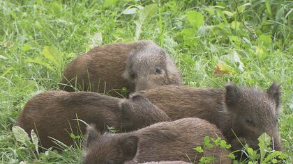 「怖い…親が来るかも」イノシシ5頭が突然住宅街に…住民困惑　走り回って警察官も翻弄【福岡発】